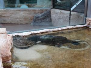 Tortue alligator