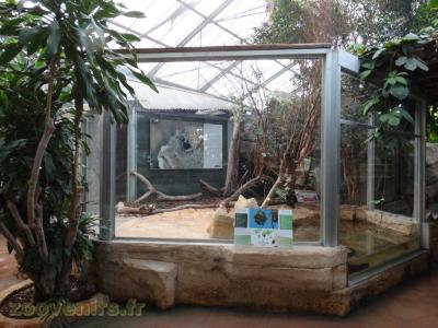 Crocodile nain - Tissserin gendarme