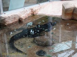 Crocodile nain