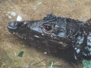 Crocodile nain