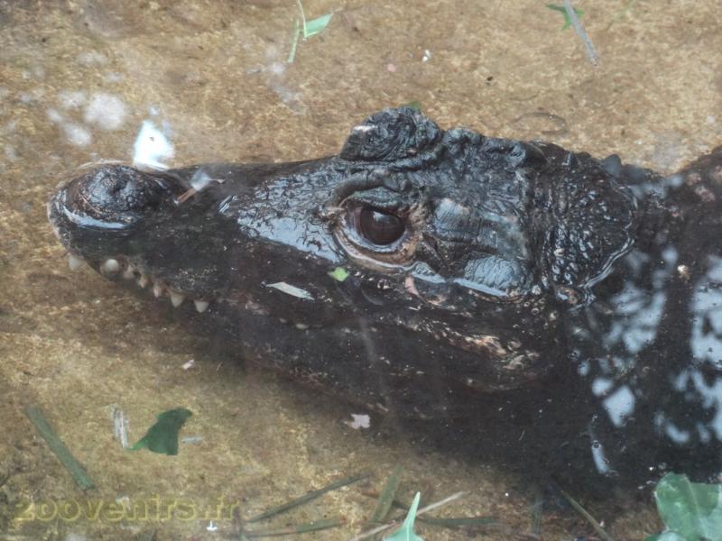 Crocodile nain