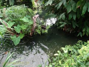 Bassin amazonien