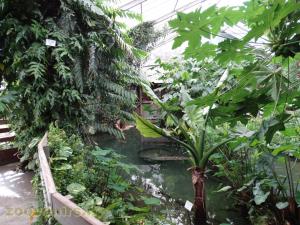 Bassin amazonien