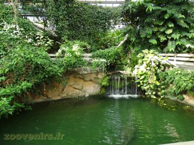 Crocodile d'Afrique de l'Ouest