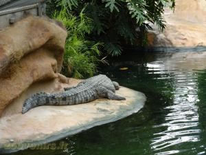 Crocodile du Nil