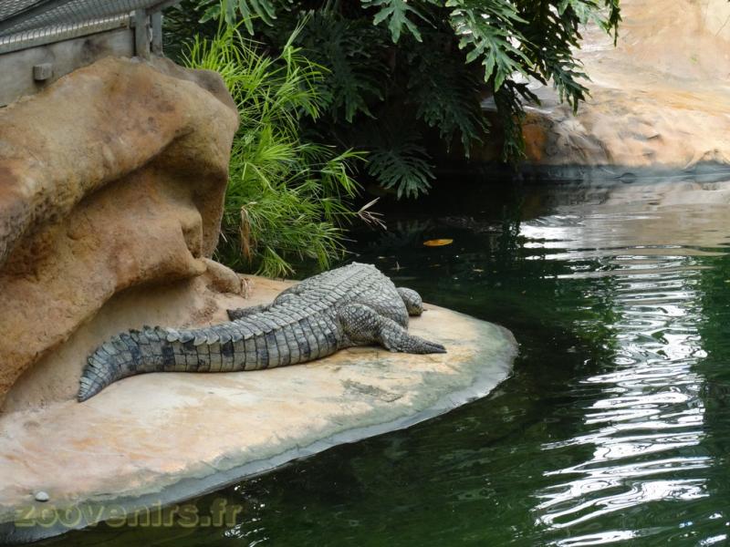 Crocodile du Nil
