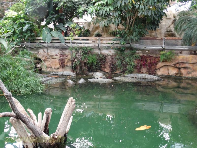 Crocodile du Nil