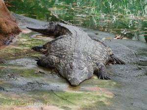 Crocodile du Nil