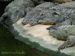 Crocodile du Nil
