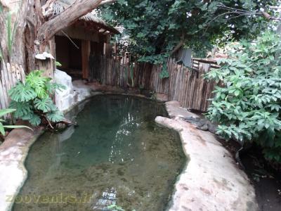 Faux gavial de Malaisie 