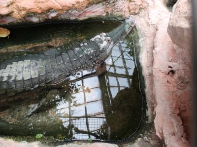 Faux gavial de Malaisie 