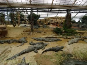 Crocodile du Nil