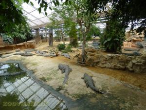 Crocodile du Nil 
