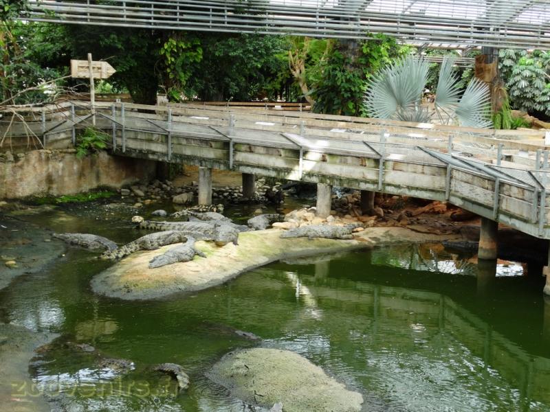 Crocodile du Nil