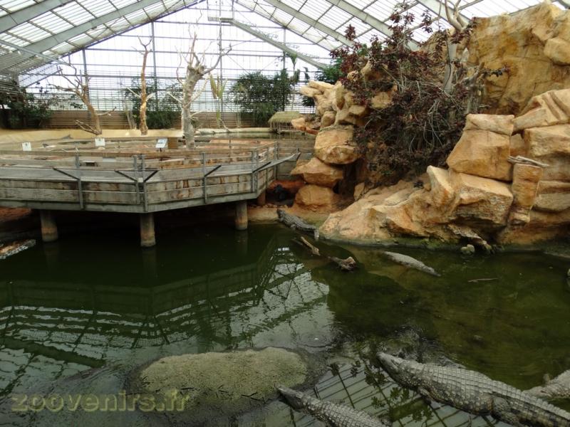Crocodile du Nil