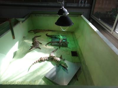 Jeunes Crocodiles du Nil