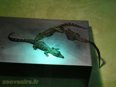 Jeunes Crocodiles du Nil nés en 2016