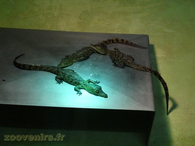 Jeunes Crocodiles du Nil nés en 2016
