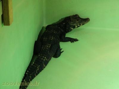 Crocodile nain né en 2014