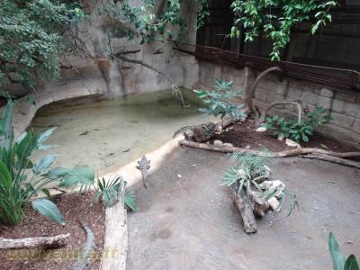 Crocodile de Morelet