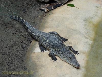 Crocodile de Morelet