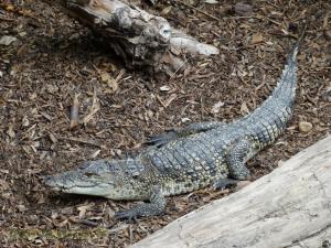 Crocodile de Morelet 
