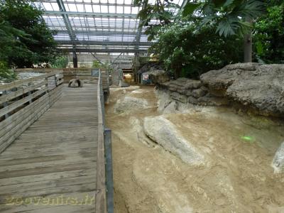 Tortue géante de Seychelles