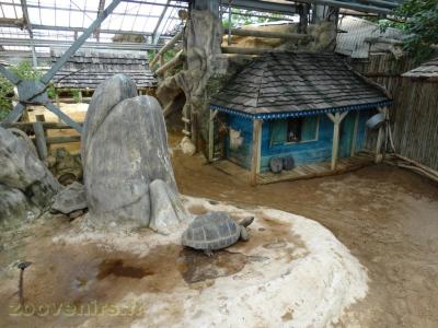 Tortue géante de Seychelles