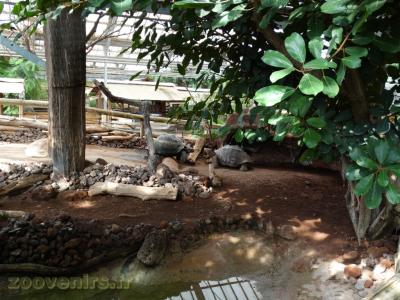 Tortues des Galapagos