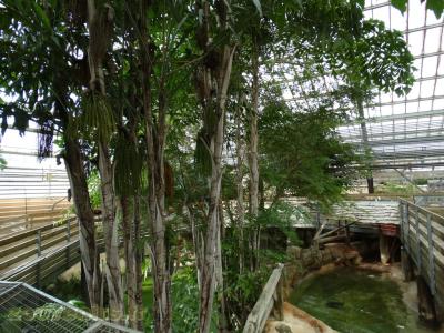 Alligator du Missisipi 