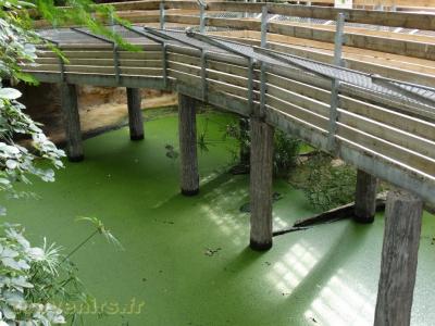 Alligator du Missisipi