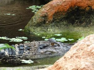 Caiman noir
