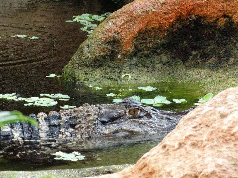 Caiman noir