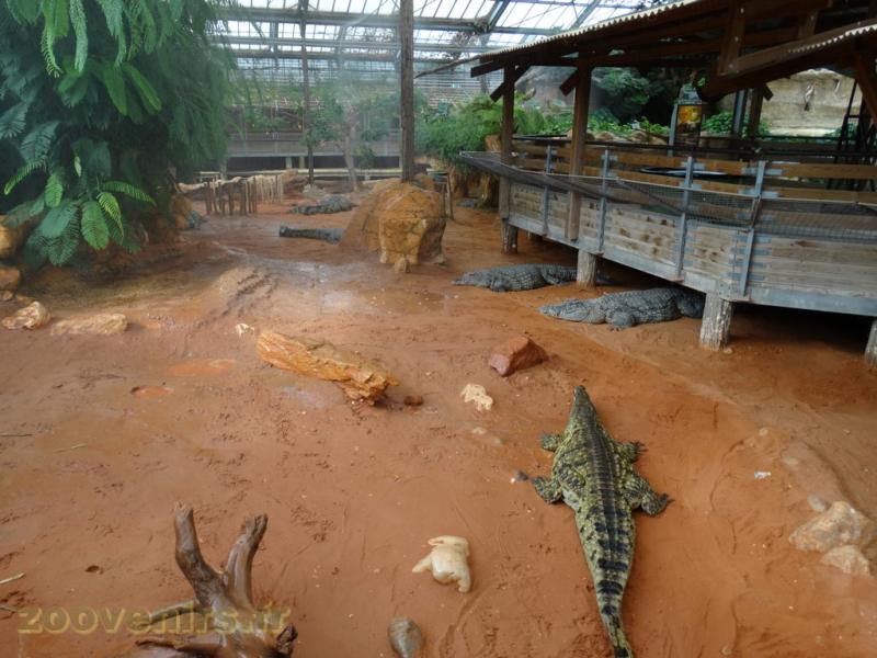 Crocodile du Nil