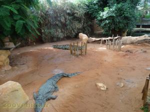 Crocodile du Nil 