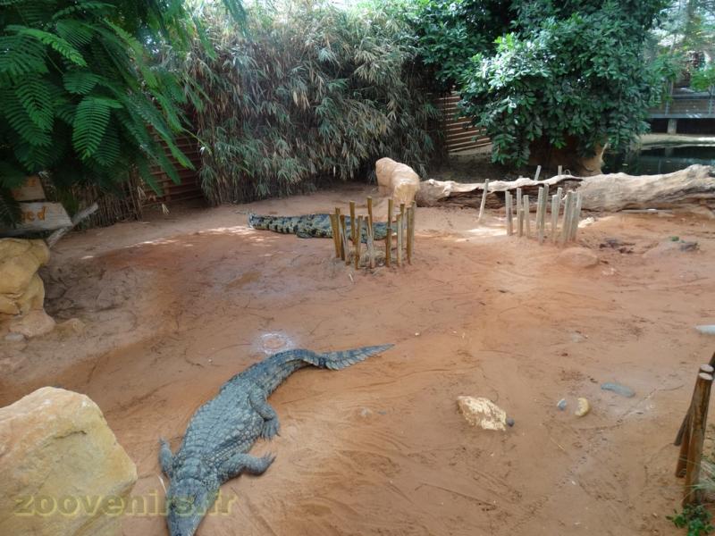 Crocodile du Nil 