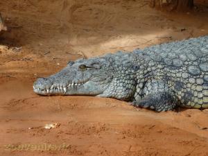 Crocodile du Nil