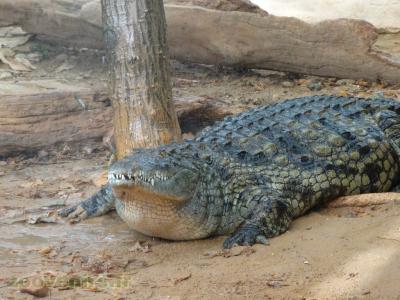 Crocodile du Nil