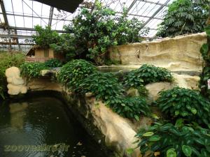 Gavial du Gange 