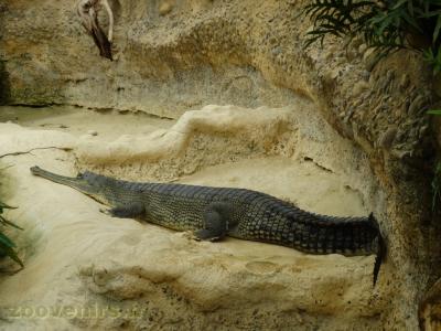 Gavial du Gange