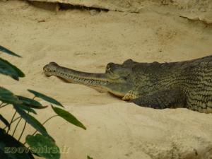 Gavial du Gange 