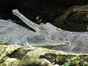 Gavial du Gange 