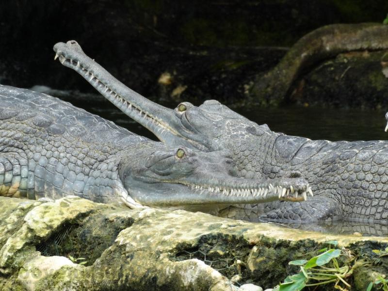 Gavial du Gange 