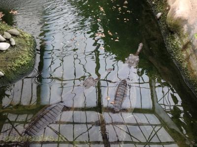 Gavial du Gange