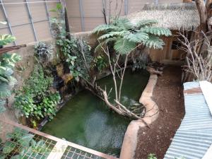 Crocodile des Philipines
