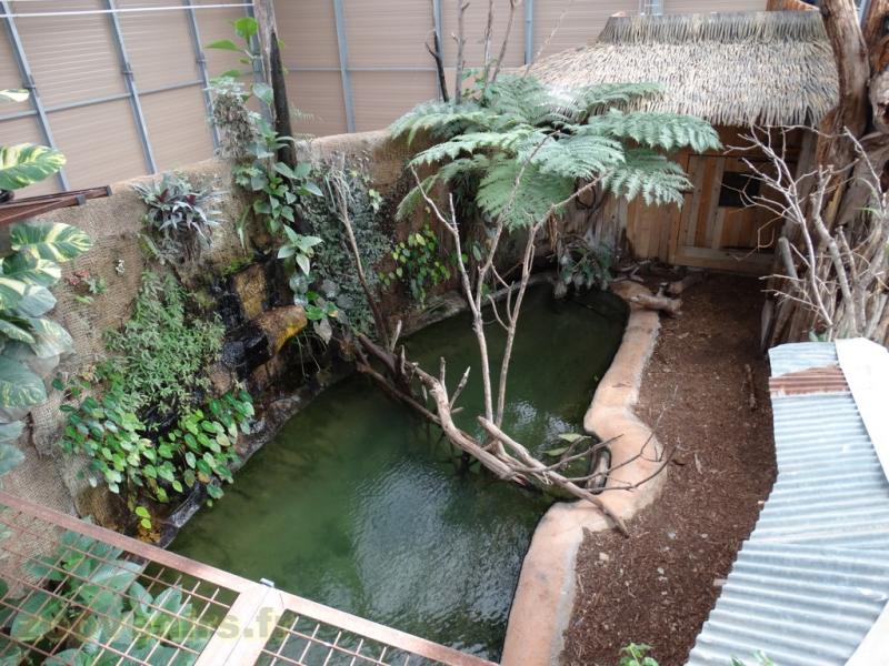 Crocodile des Philipines