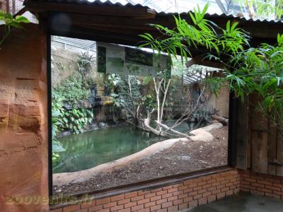 Crocodile des Phillipines