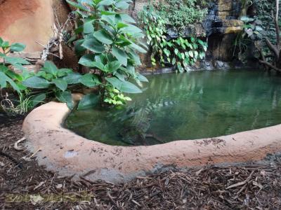 Crocodile des Phillipines