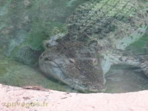 Crocodile des Phillipines 