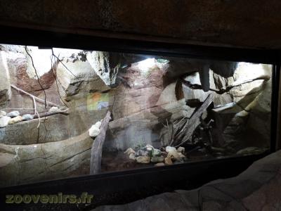 Serpent ratier d'Asie